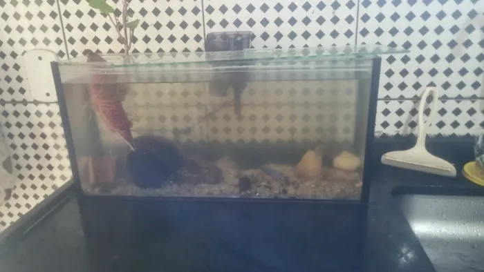 Aquario usado