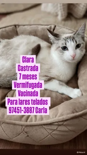 Gata linda Castrada, VACINADA e VERMIFUGADA para adoção