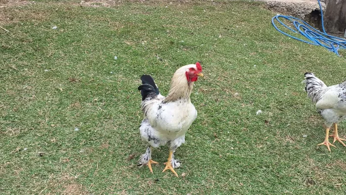 Frangos Brahma