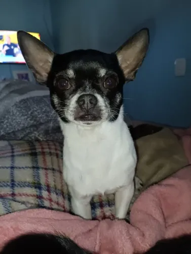 Chihuahua procura namorada 