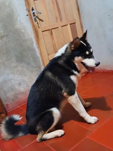 Filhotao de husk siberiano