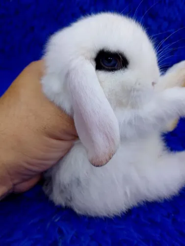 Mini coelho olhos azuis com delineador 