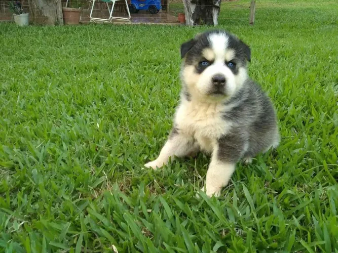 Filhote Husky Siberiano, Nada Como o Amor Incondicional de Um Filhote!