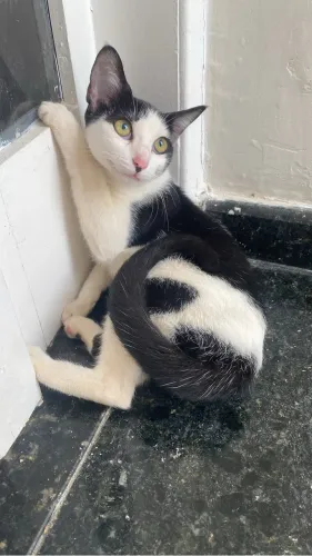 gatinha para adoção