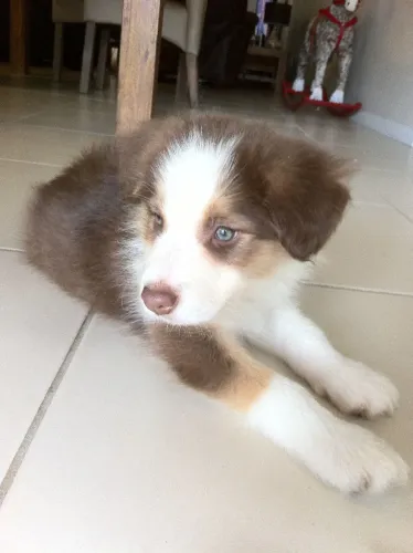 border x collie * Respondo pelo 9975I649I Entrega imediata  Pagamento somente  ao 