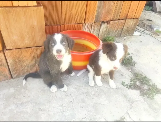 Border collie 