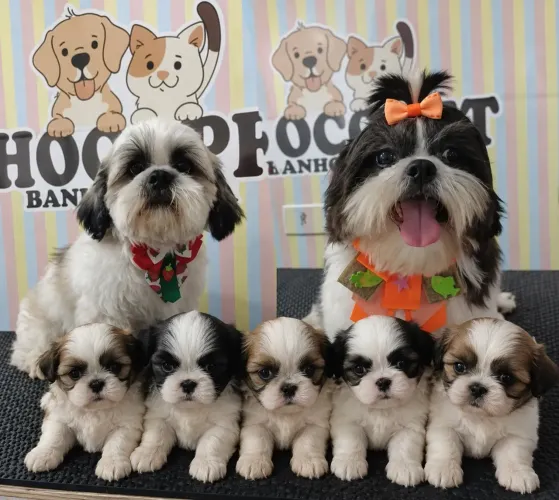 Venda de cachorro