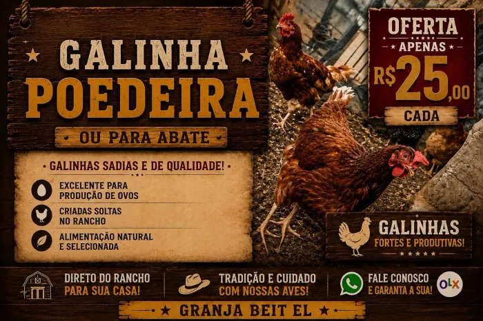 GALINHA POEDEIRA