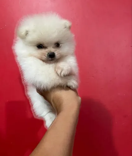 Spitz alemão Lulu da Pomerânia