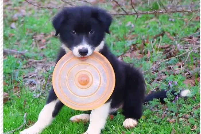 Filhotes de Border Collie | Companhia que conquista naturalmente.