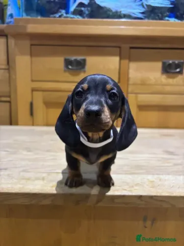 Basset Macho e Fêmea Inteligentes Teckel/Dachshund/Salsicha/Salsichinha/Basset/Cofap