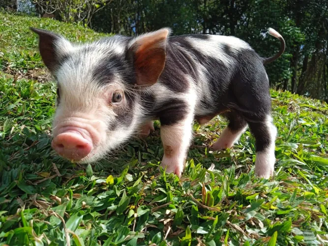 Mini Pig Doméstico - Pet Exótico Inteligente e Dócil