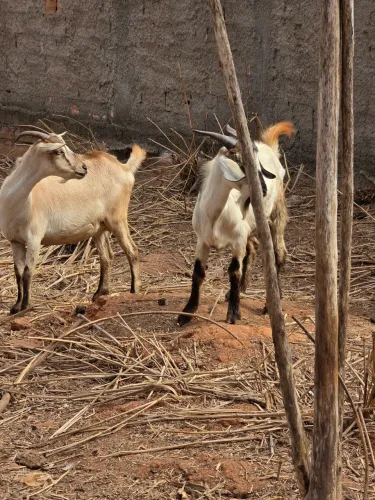 Casal de cabras Moxoto