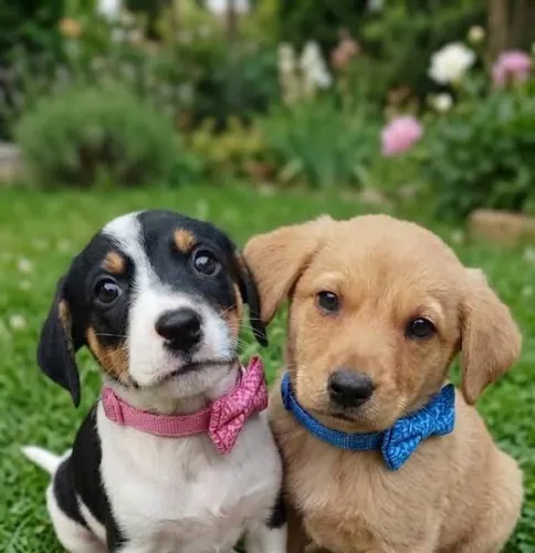 Filhotes de cachorro para doação 