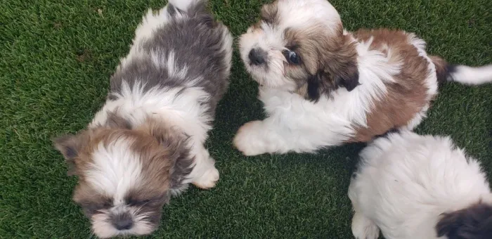 Filhotes de Shih Tzu | Seu novo parceiro de aventuras merece ser conhecido!