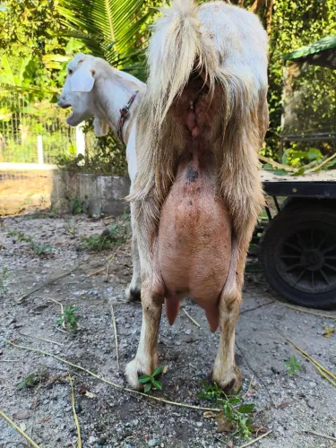 Cabra leiteira