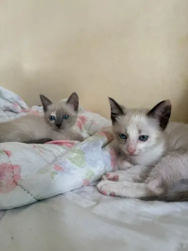 Doação de 2 gatinhas