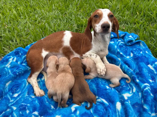 Filhotes de Salsichinha(Dachshund)