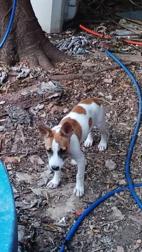 Filhote de cachorro para doação