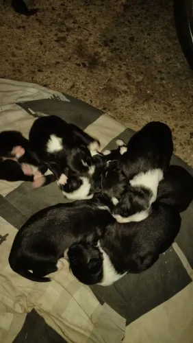 Border Collie