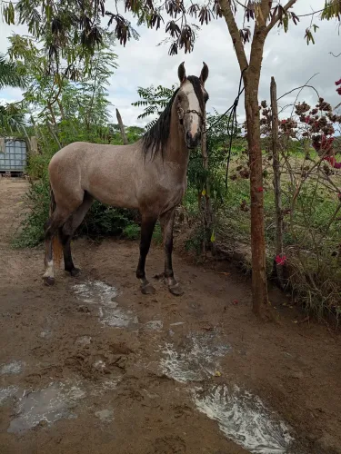 Cavalo MM com RG