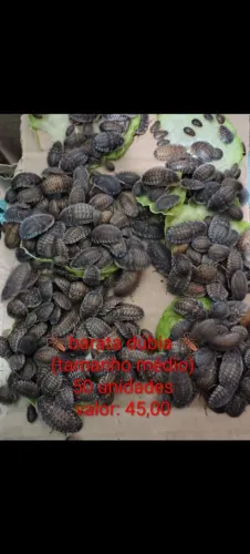 Barata dúbia