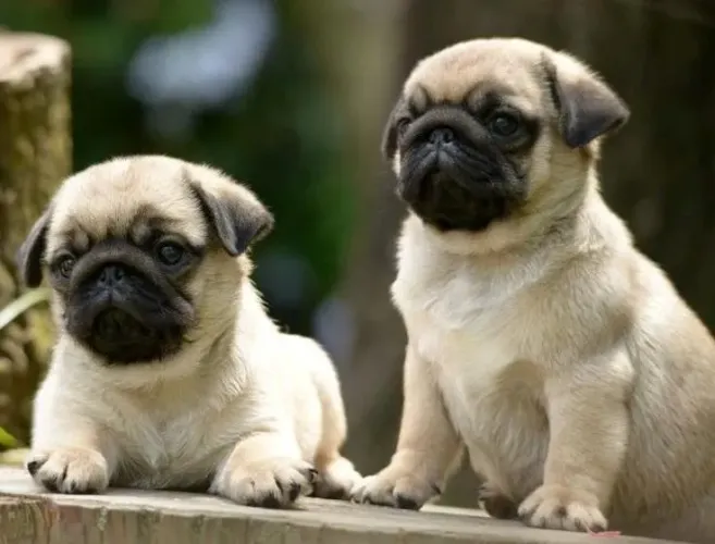 Pug - O Filhote Certo Pode Mudar Tudo