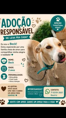 Doa-se cachorro