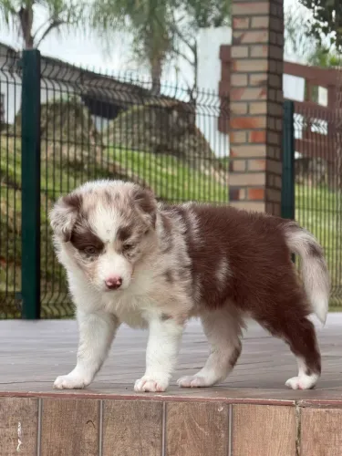 Vende-se fêmeas de Border Collie
