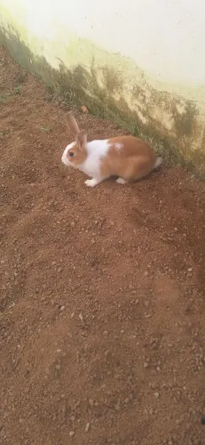 Filhote de Coelho macho com 60 dias