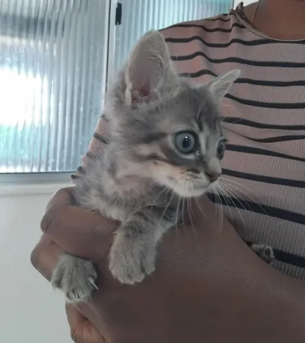 Gata filhote Trigrada