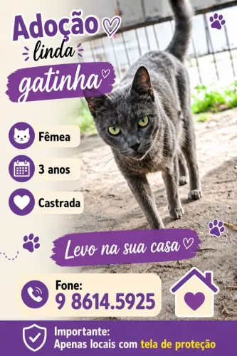 ADOÇÃO LINDOS GATINHOS
