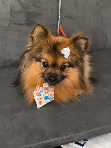 SPITZ ALEMÃO MACHO - 1 ANO E 5 MESES