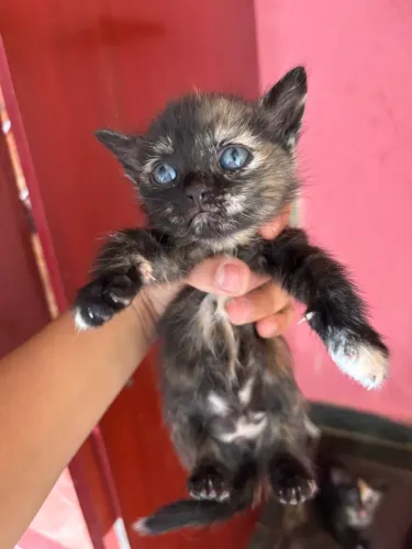 Doação de gatos