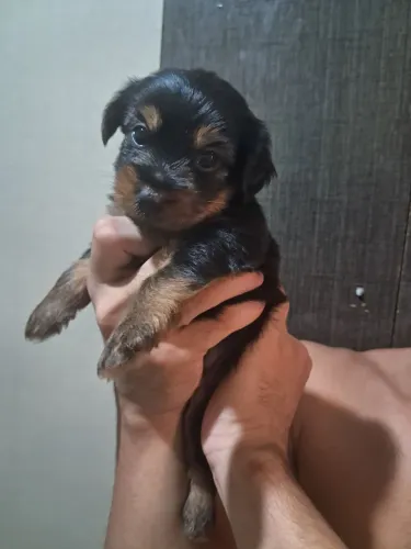 Cachorro Yorkshire filhote macho,contato *.!!!últimos disponíveis!!!
