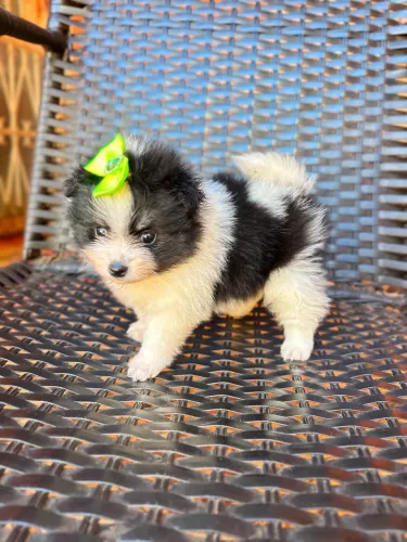 Spitz alemão 