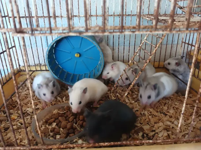 Vendo Hamster 