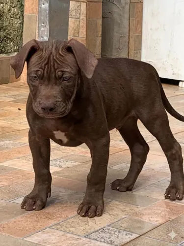 Filhote de Pit Monster macho