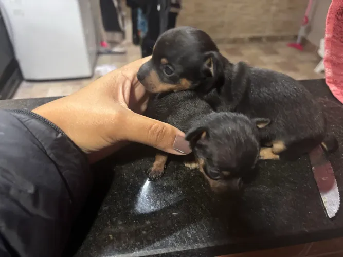 Pinscher 0 mini