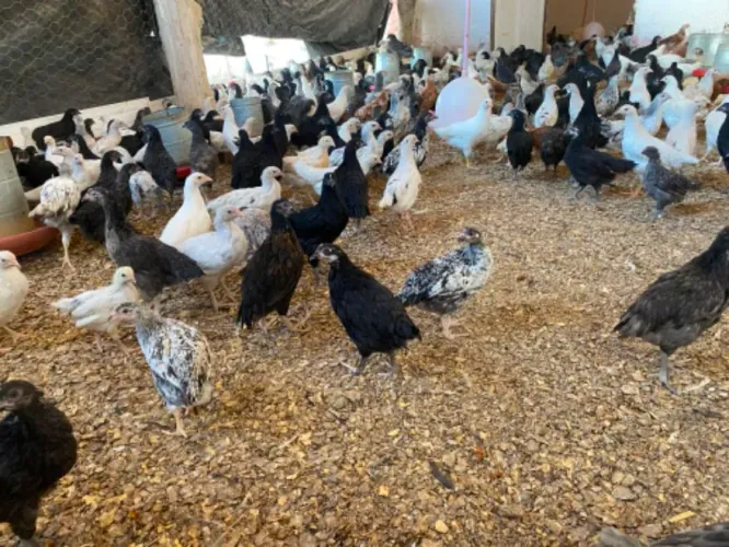 Vendo  franguinhas de galinhas poedeiras 