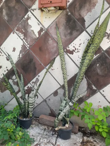 Vendo espada de são Jorge com Jarro