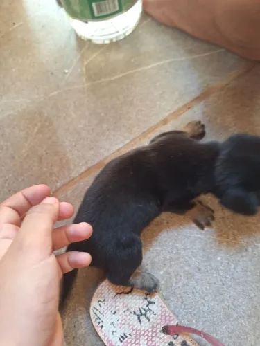 Filhote de Pinscher número 2