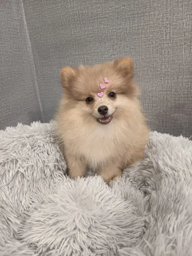 Spitz alemão