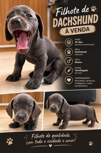 Cachorro dachshund