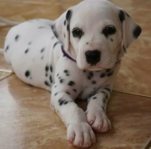 Filhotes De Dálmata - O Amor Verdadeiro É Peludo E Adora Brincar 