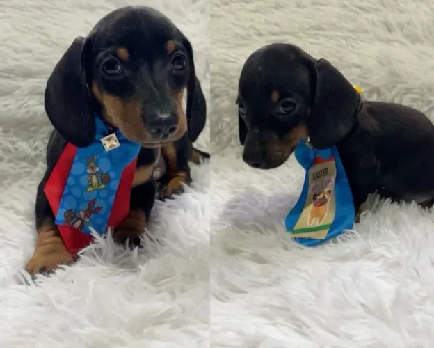 Filhotes de Tekel!! Machinho e fêmeas ! Amor para sua família toda