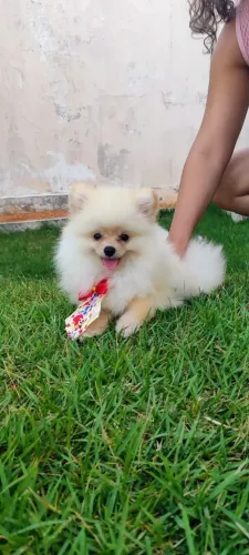 Lulu da Pomerânia Macho dia das crianças