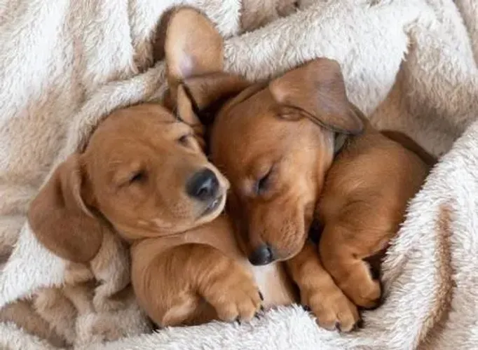 Basset Dachshund Filhotes Lindíssimos. 