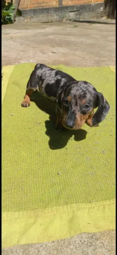 Filhotes dachshund