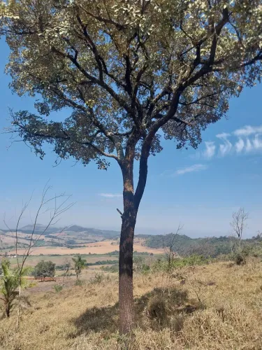 Sitio regiao de Campinas, ribeirao preto e cassia dos coqueiros sp